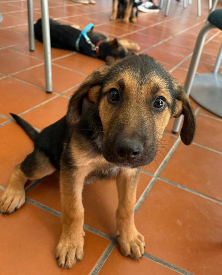 multimedia-foto95244-52-1