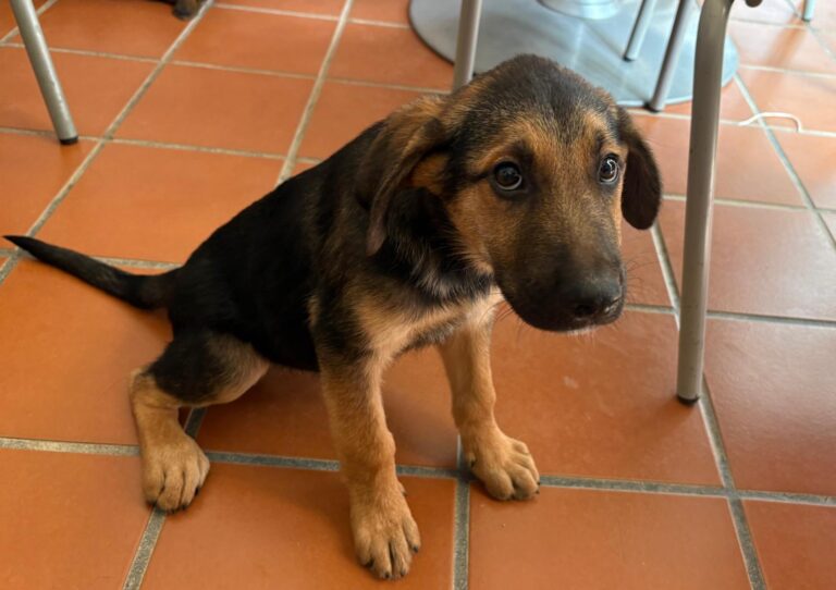 multimedia-foto95245-53-1