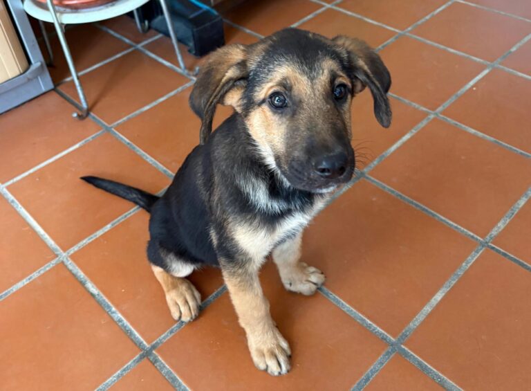 multimedia-foto95247-53-1