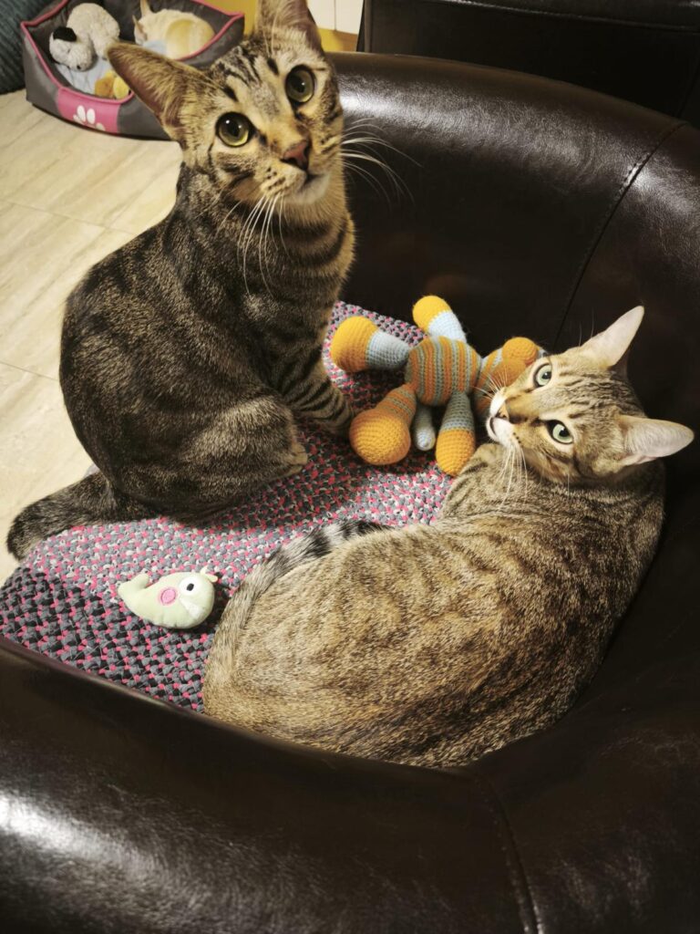 multimedia-foto95255-931-1