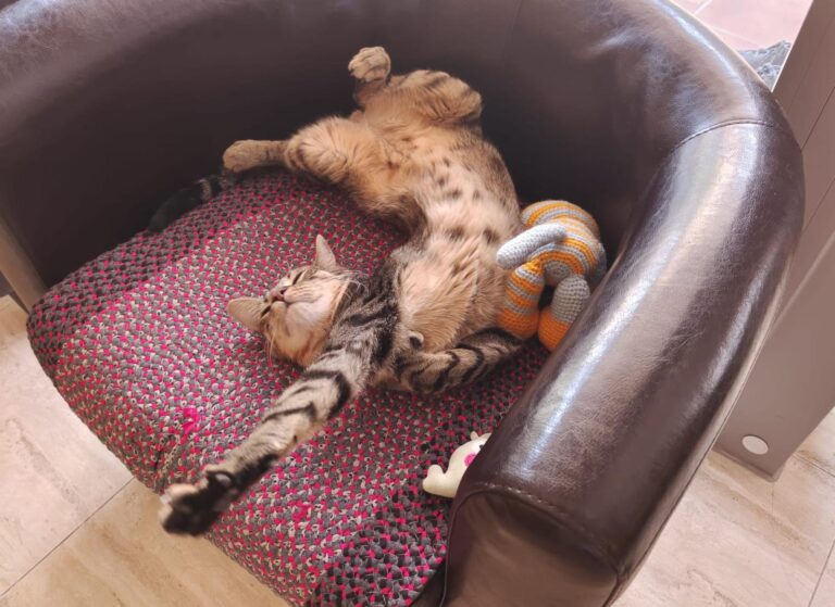 multimedia-foto95257-931-1