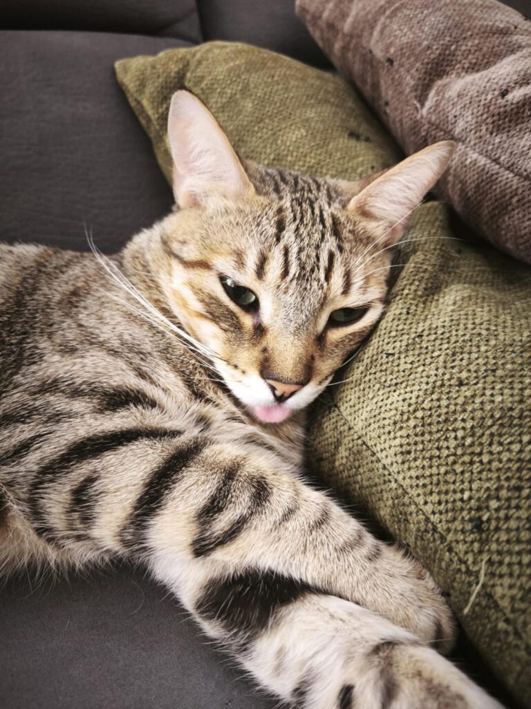 multimedia-foto95258-932-1