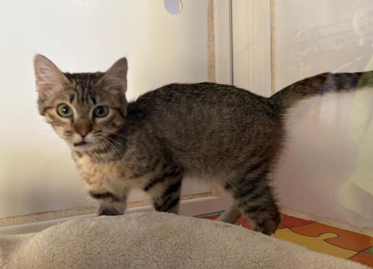 multimedia-foto95260-996-1