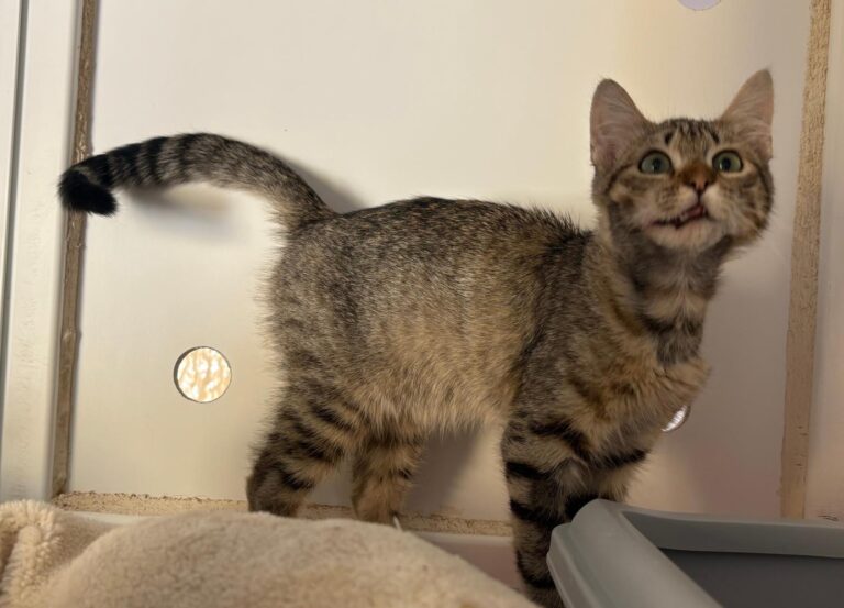 multimedia-foto95261-996-1