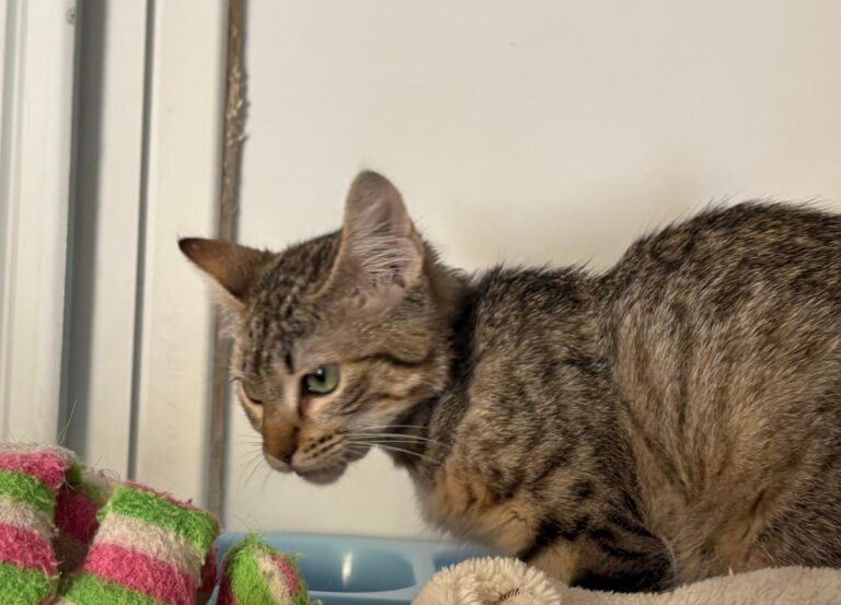 multimedia-foto95262-997-1