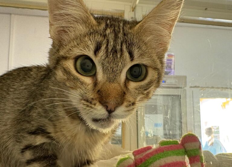 multimedia-foto95263-997-1