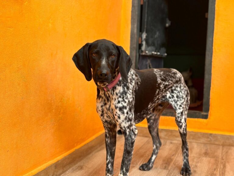 multimedia-foto95268-920-1