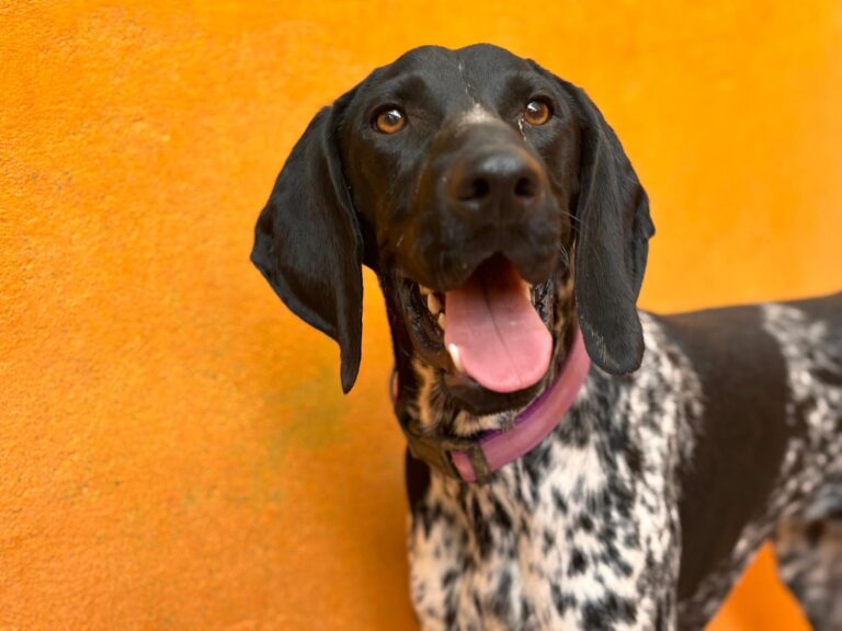 multimedia-foto95269-920-1