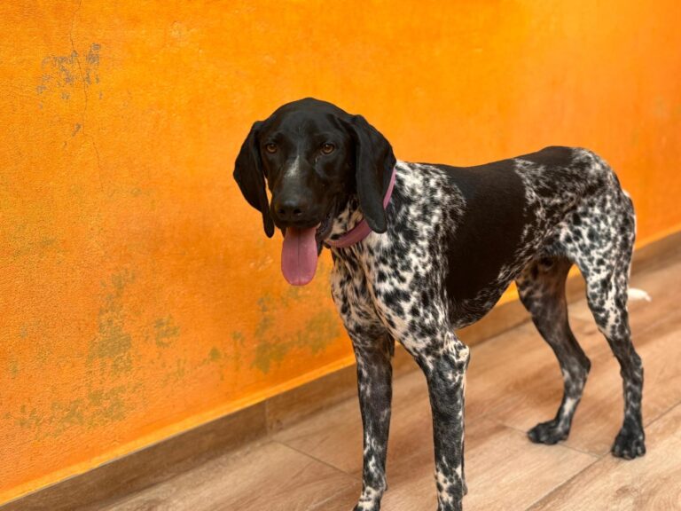 multimedia-foto95270-920-1