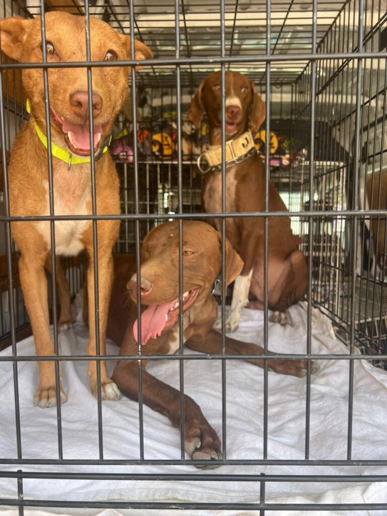 multimedia-foto95274-319-1