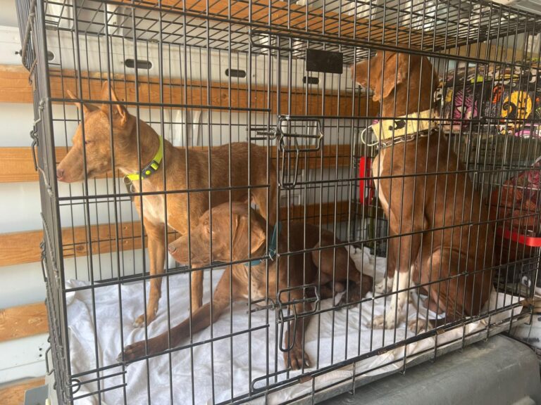 multimedia-foto95291-333-1