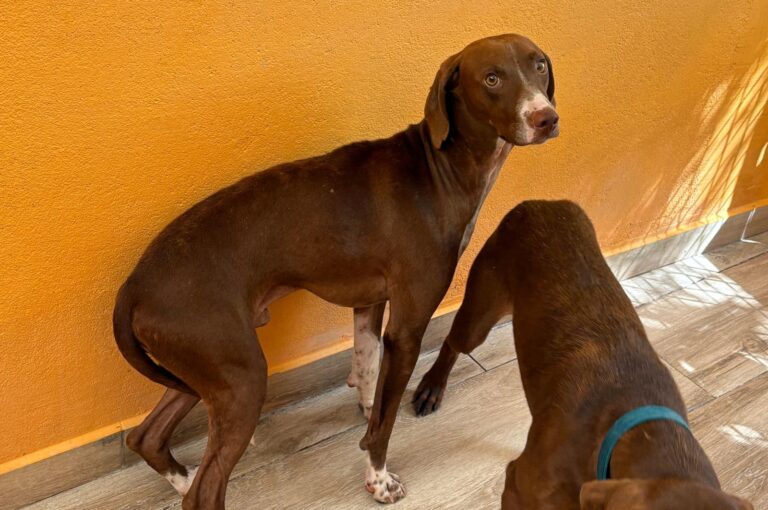 multimedia-foto95310-652-1