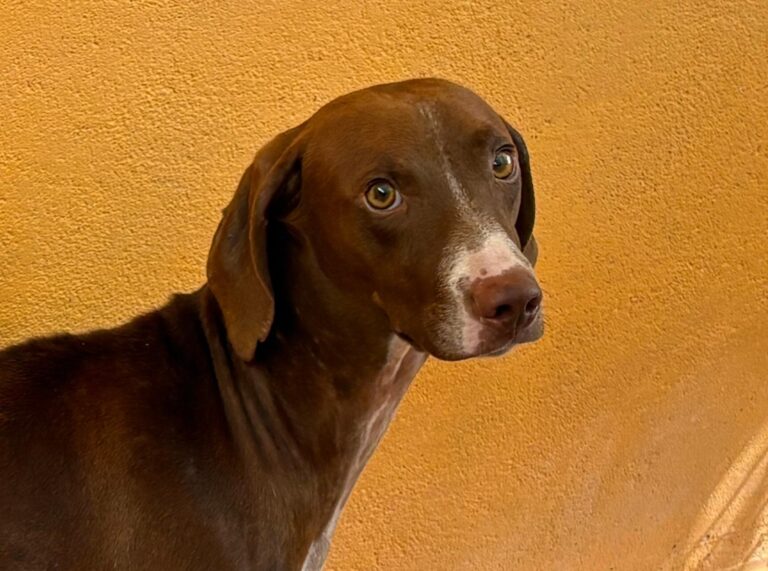 multimedia-foto95311-652-1