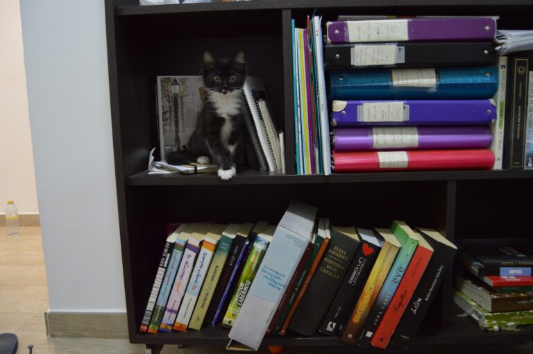 multimedia-foto95340-961-1