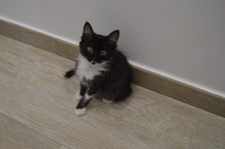 multimedia-foto95341-961-1