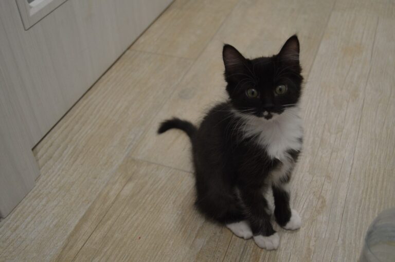 multimedia-foto95342-962-1