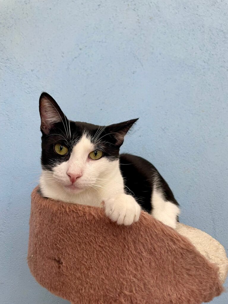 multimedia-foto95346-822-1