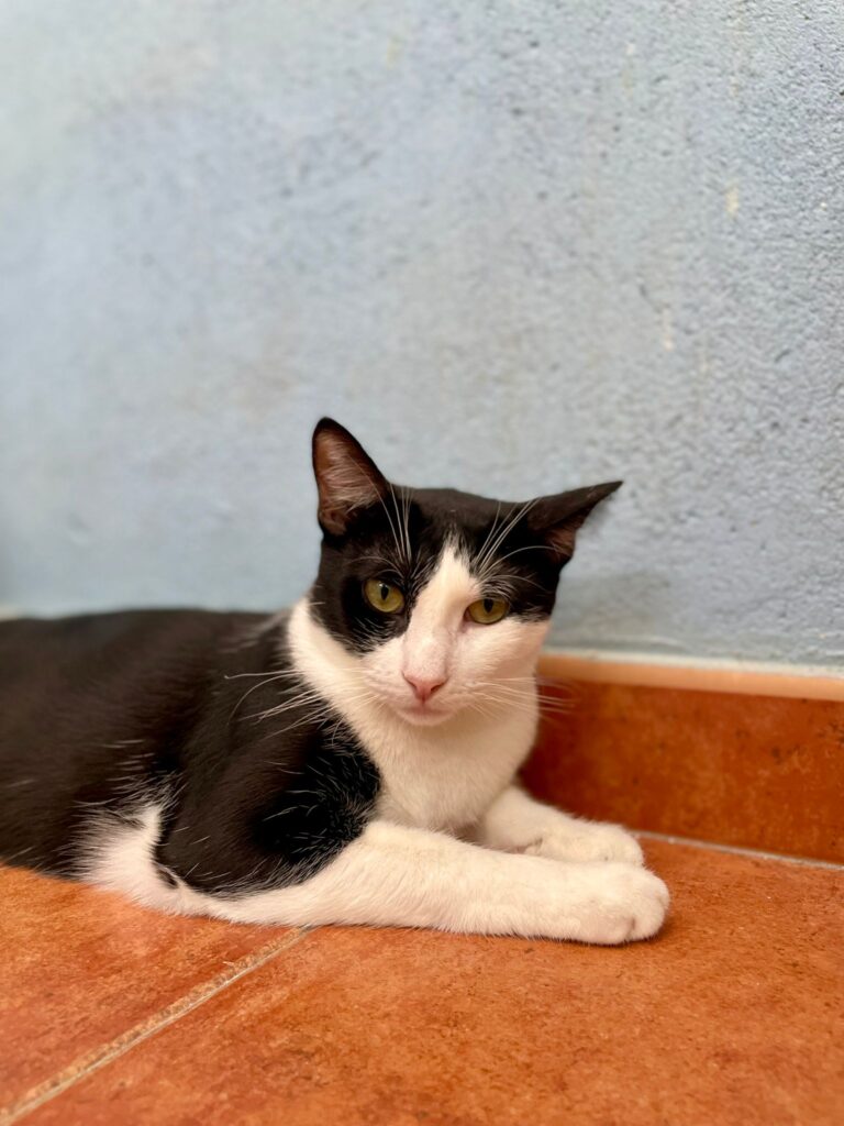 multimedia-foto95347-822-1