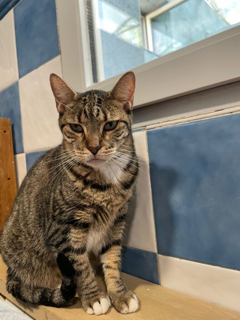 multimedia-foto95350-905-1