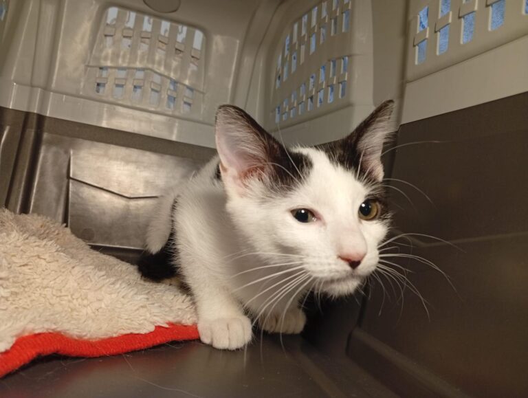 multimedia-foto95354-215-1