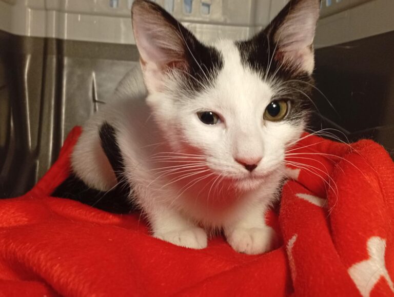 multimedia-foto95355-216-1