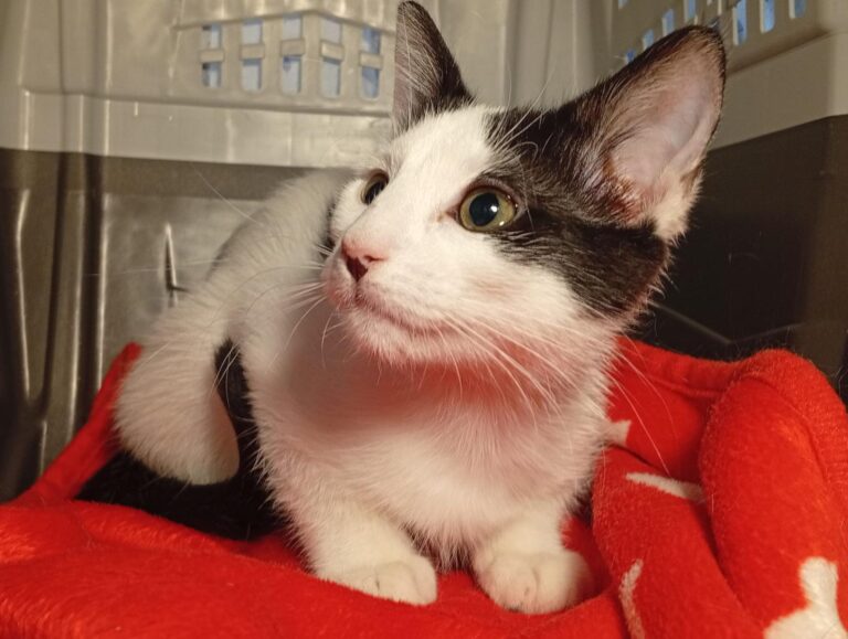 multimedia-foto95356-216-1