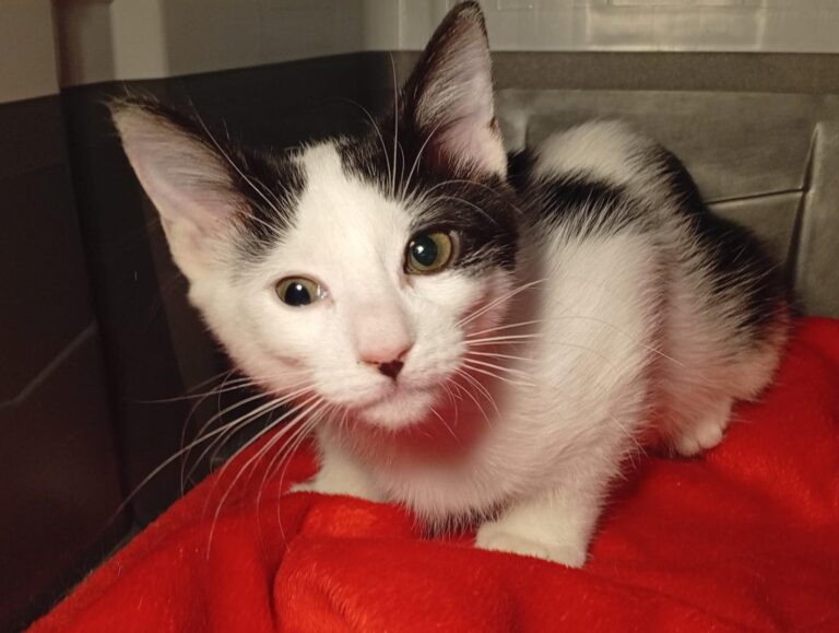 multimedia-foto95357-216-1