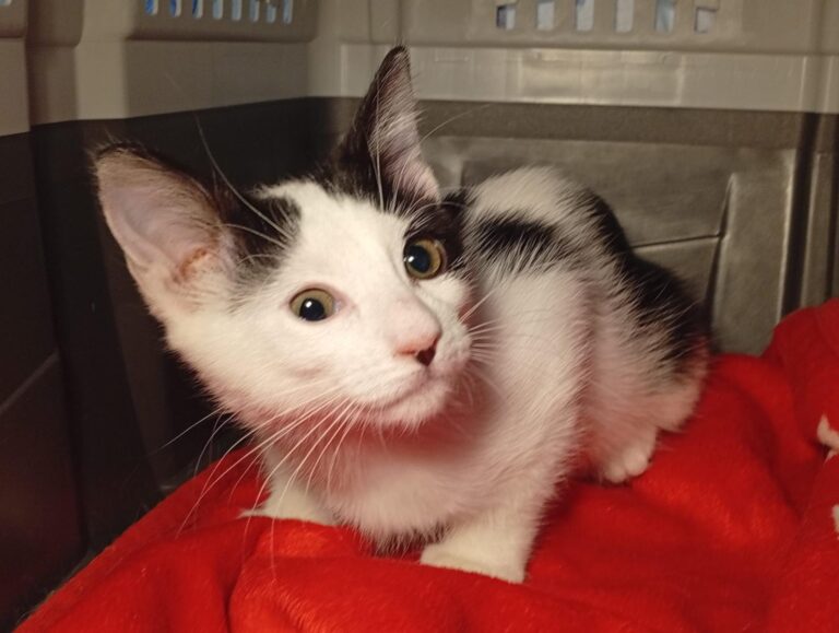 multimedia-foto95358-216-1