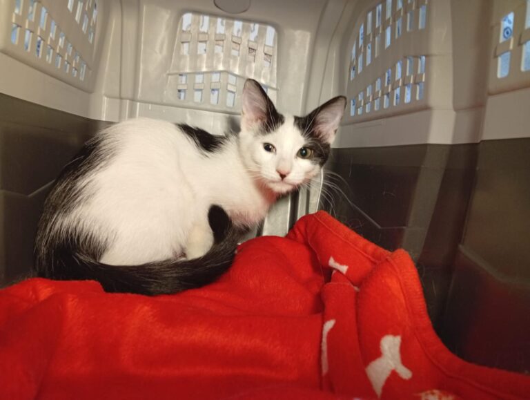 multimedia-foto95359-217-1