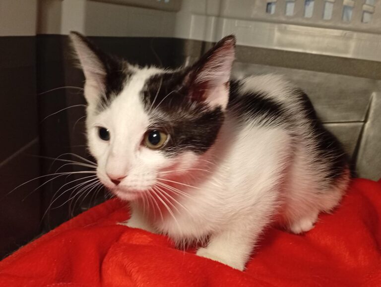 multimedia-foto95360-217-1