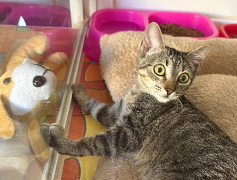 multimedia-foto95362-994-1