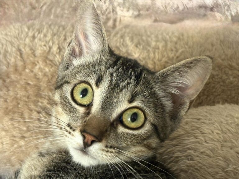 multimedia-foto95363-995-1