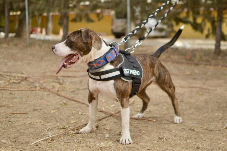 multimedia-foto95368-490-1