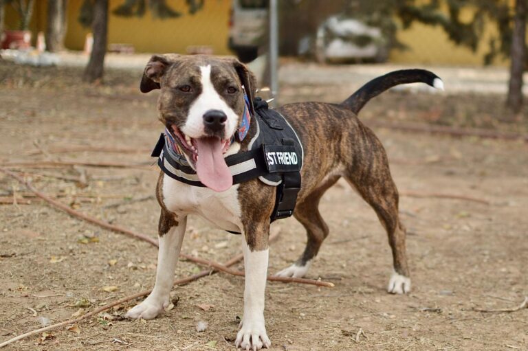 multimedia-foto95369-490-1