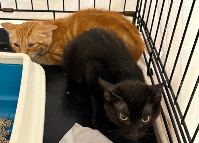 multimedia-foto95382-95-1