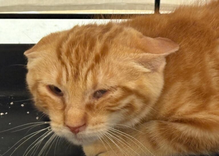 multimedia-foto95386-143-1