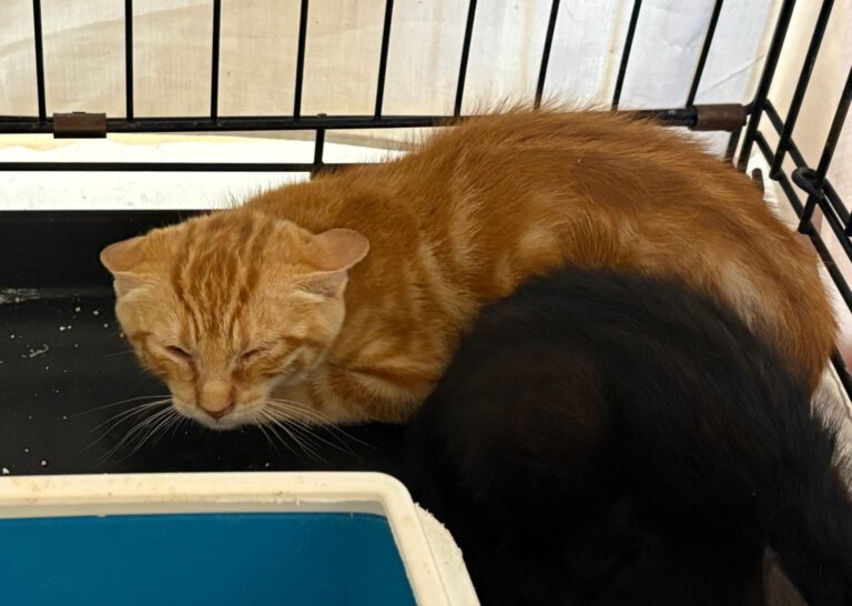 multimedia-foto95387-143-1