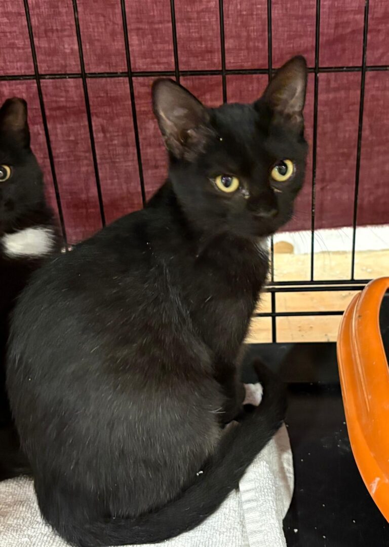 multimedia-foto95391-646-1