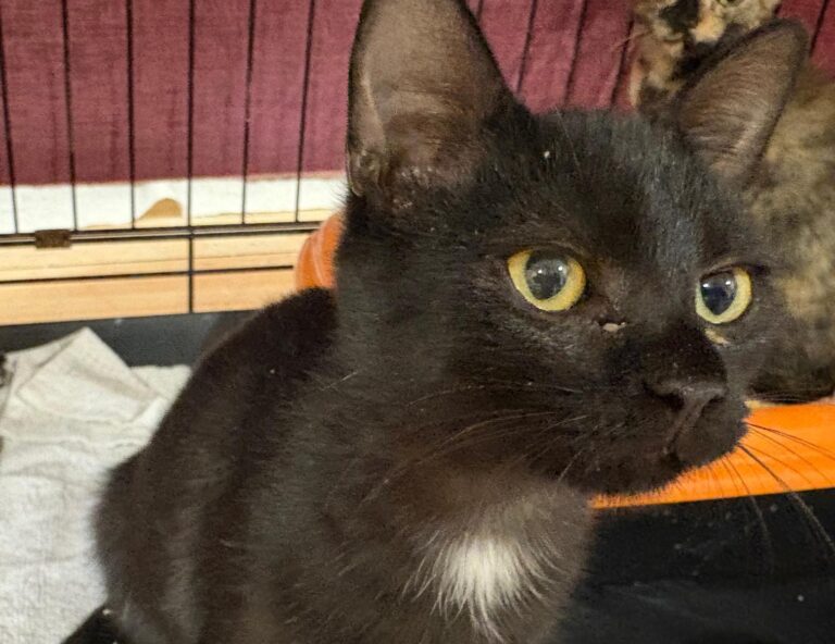 multimedia-foto95392-646-1