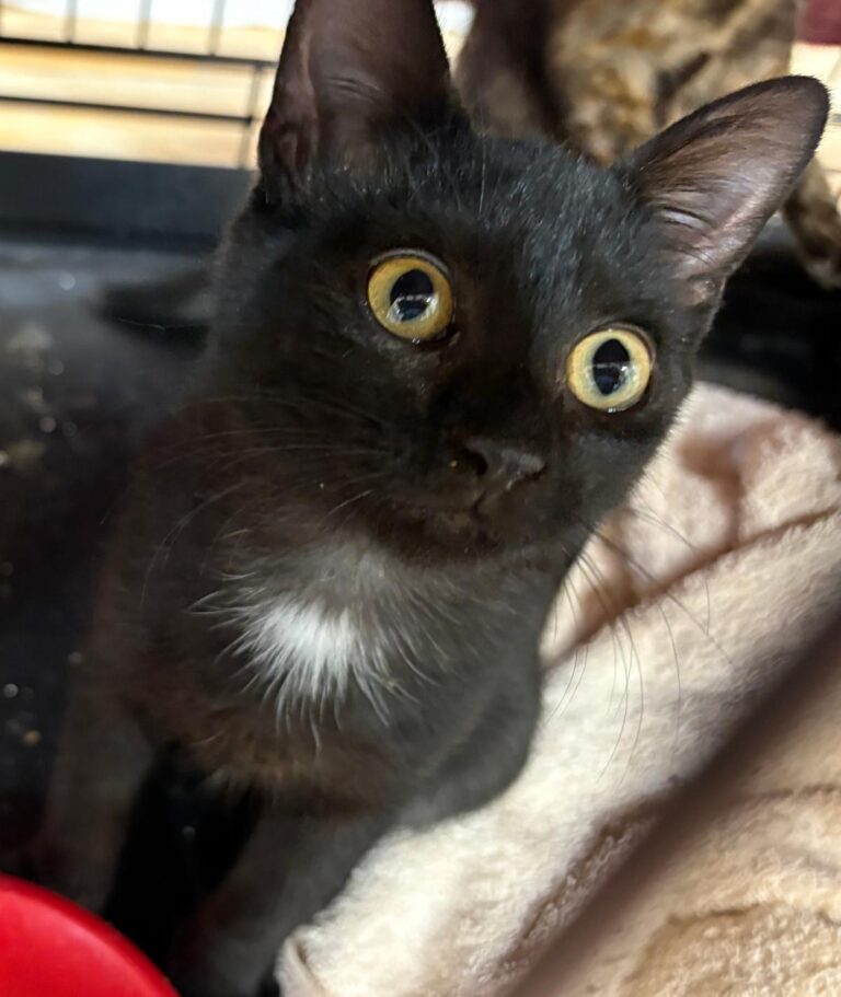 multimedia-foto95393-647-1