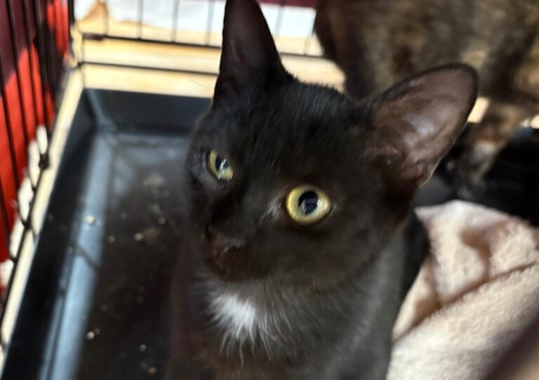 multimedia-foto95394-647-1