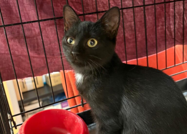 multimedia-foto95396-647-1