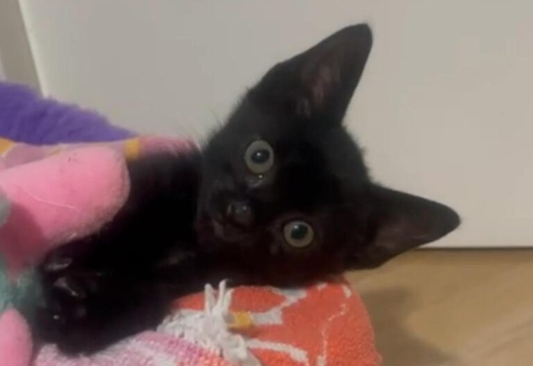 multimedia-foto95400-649-1