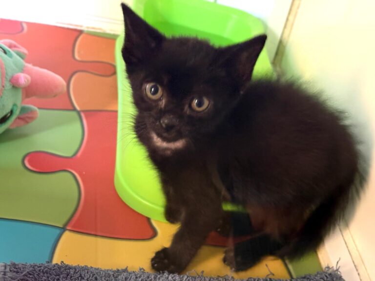 multimedia-foto95401-649-1