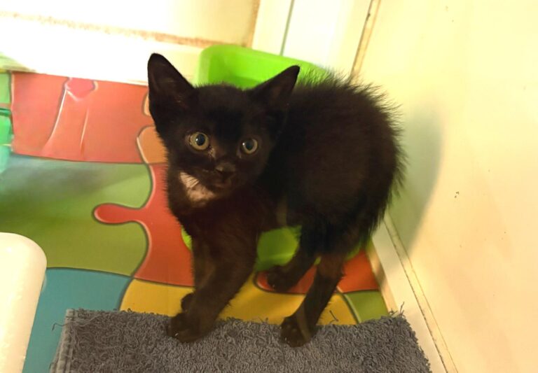 multimedia-foto95403-649-1