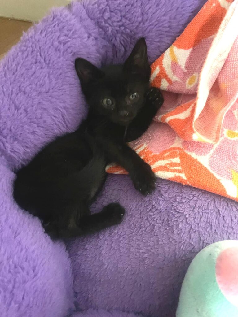 multimedia-foto95404-650-1