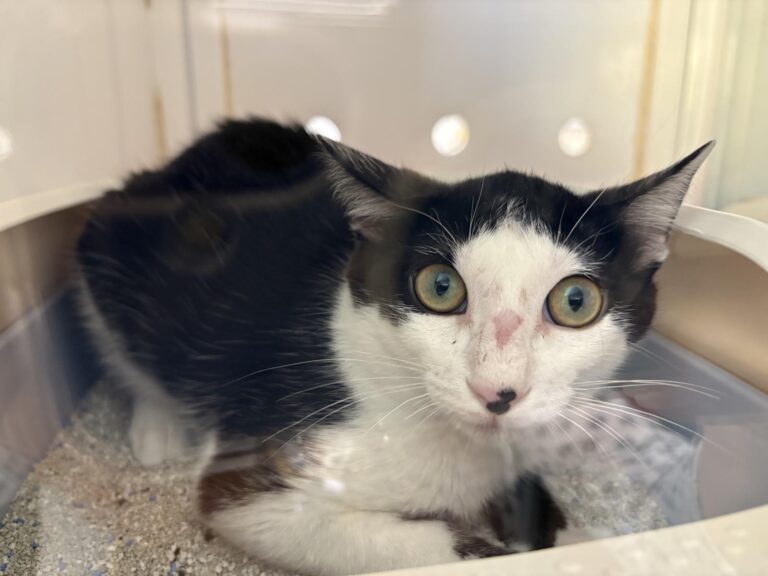 multimedia-foto95406-92-1