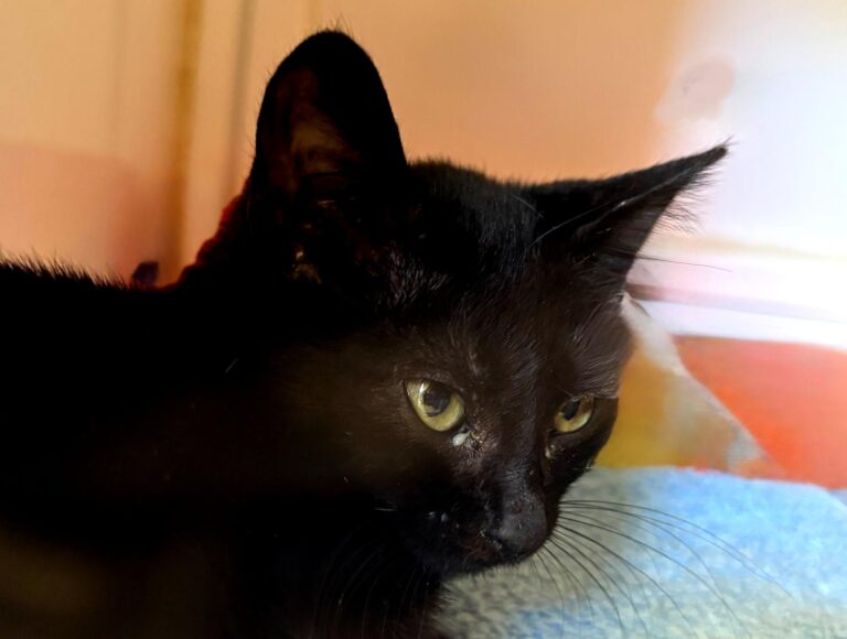 multimedia-foto95411-254-1