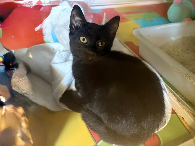 multimedia-foto95412-254-1