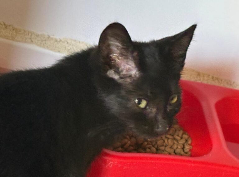 multimedia-foto95413-255-1